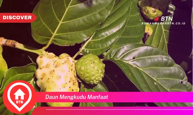 daun mengkudu manfaat