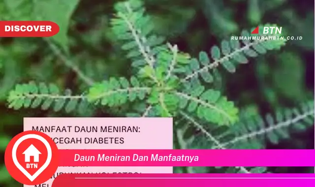 daun meniran dan manfaatnya