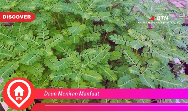 daun meniran manfaat