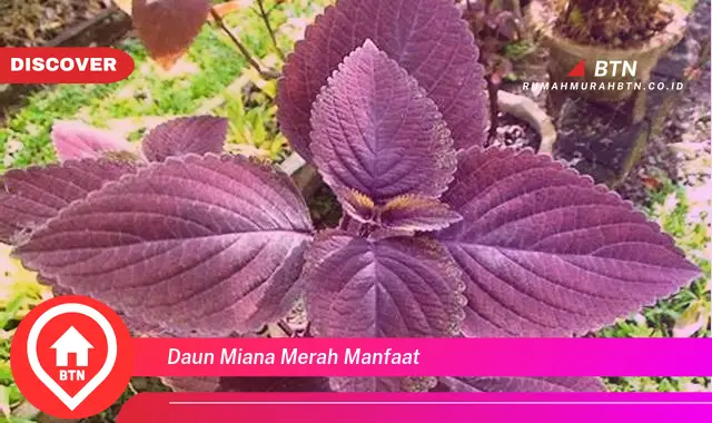 daun miana merah manfaat