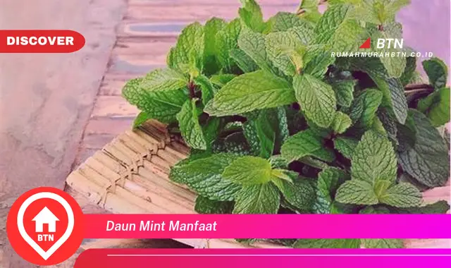 daun mint manfaat