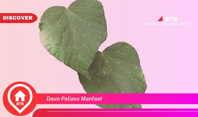 daun paliasa manfaat