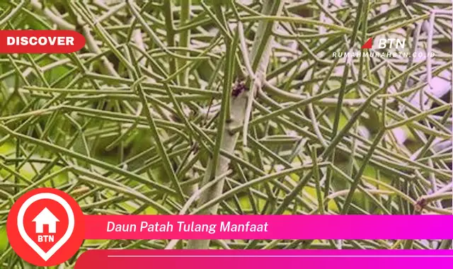 daun patah tulang manfaat