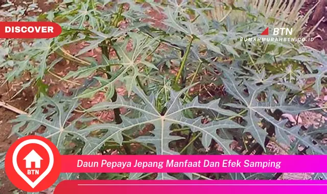 daun pepaya jepang manfaat dan efek samping