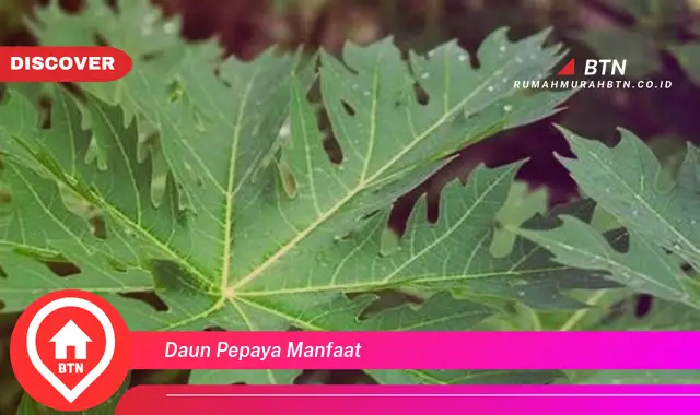 daun pepaya manfaat