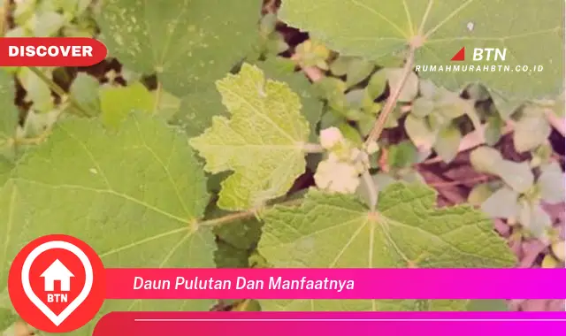 daun pulutan dan manfaatnya