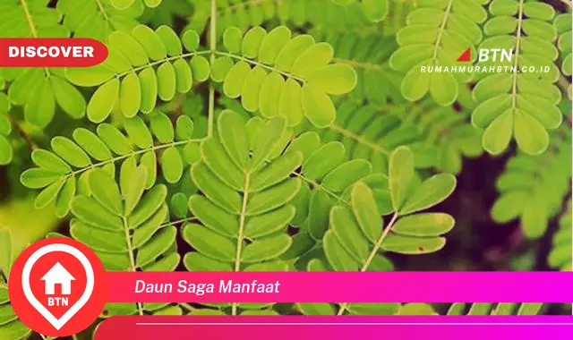 daun saga manfaat