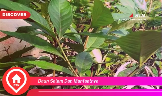 daun salam dan manfaatnya