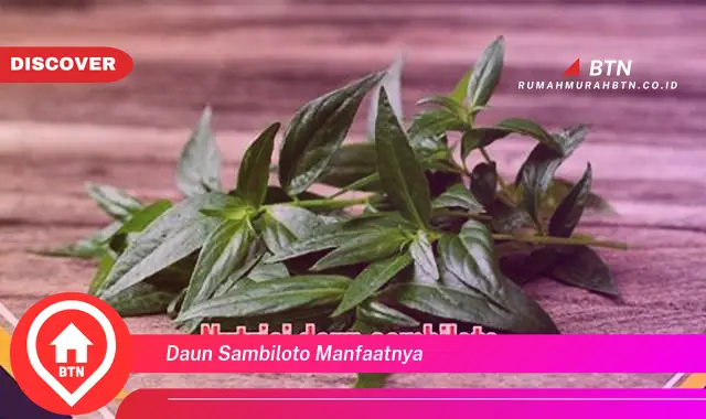 daun sambiloto manfaatnya