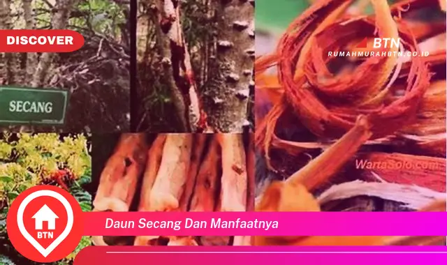 daun secang dan manfaatnya