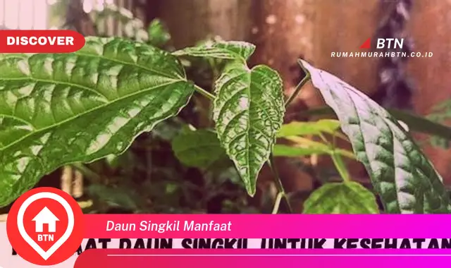 daun singkil manfaat