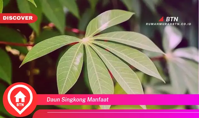 daun singkong manfaat