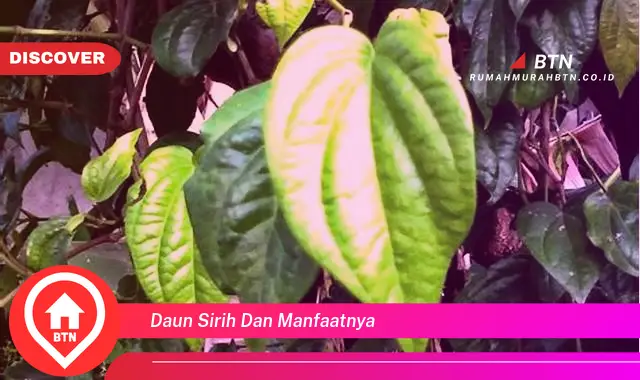 daun sirih dan manfaatnya