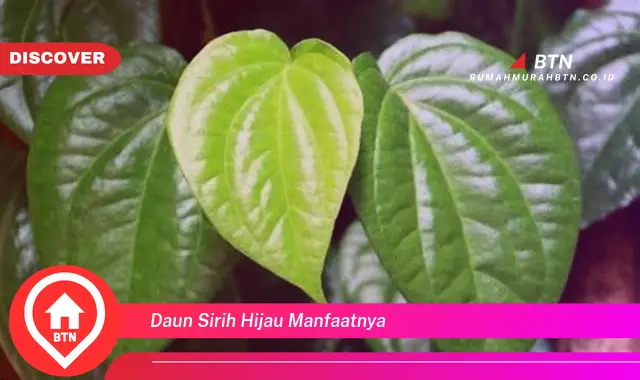 daun sirih hijau manfaatnya