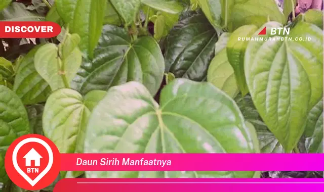 daun sirih manfaatnya