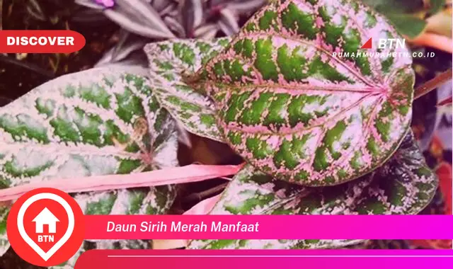 daun sirih merah manfaat