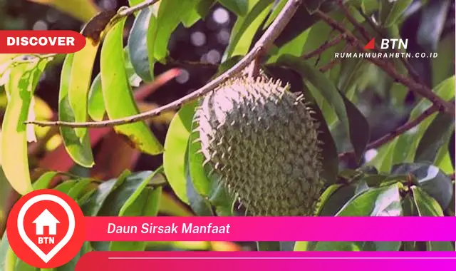 daun sirsak manfaat