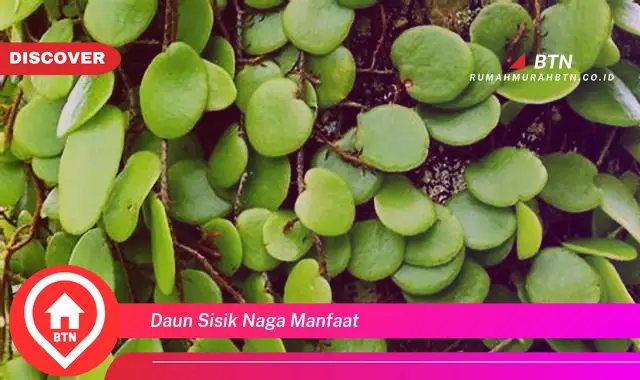 daun sisik naga manfaat