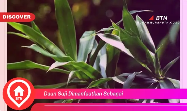 daun suji dimanfaatkan sebagai