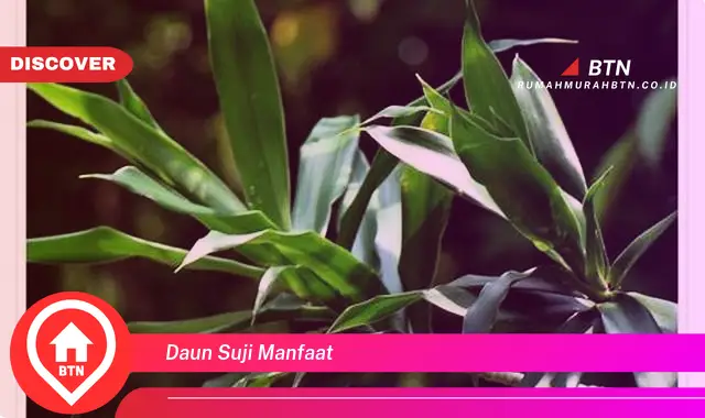 daun suji manfaat