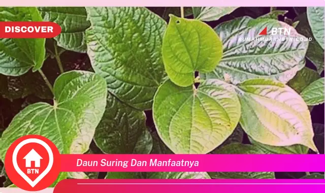 daun suring dan manfaatnya