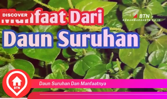 daun suruhan dan manfaatnya