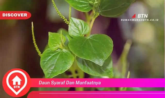 daun syaraf dan manfaatnya