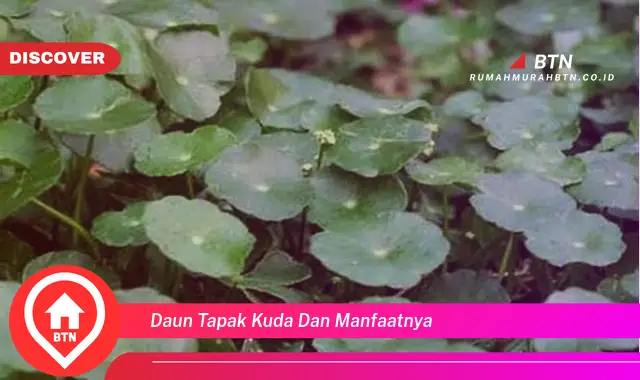 daun tapak kuda dan manfaatnya