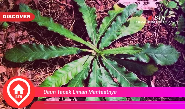 daun tapak liman manfaatnya