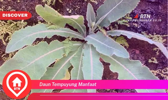 daun tempuyung manfaat