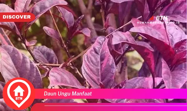 daun ungu manfaat