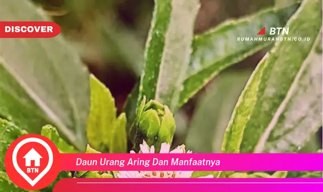 daun urang aring dan manfaatnya