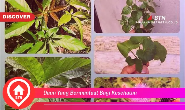 daun yang bermanfaat bagi kesehatan