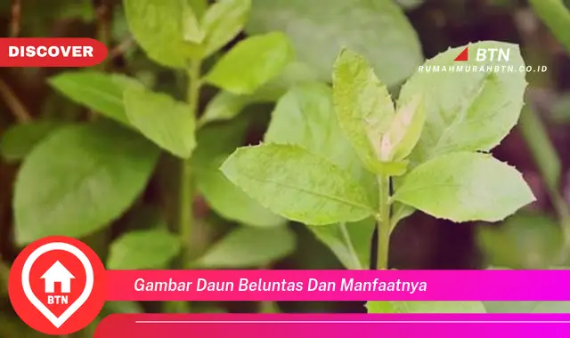 gambar daun beluntas dan manfaatnya