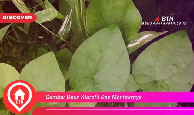 gambar daun klorofil dan manfaatnya