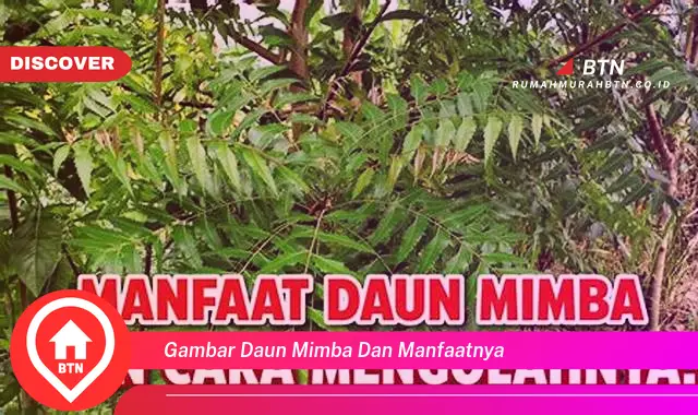 gambar daun mimba dan manfaatnya