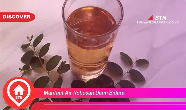 manfaat air rebusan daun bidara