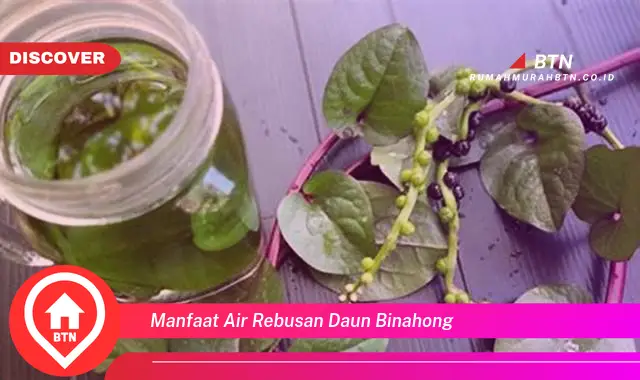 manfaat air rebusan daun binahong