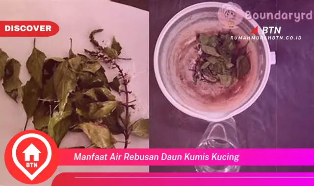 manfaat air rebusan daun kumis kucing