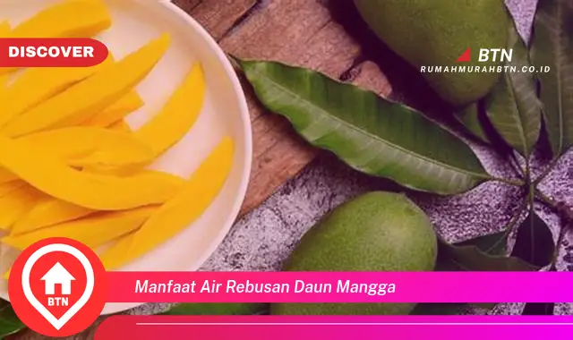 manfaat air rebusan daun mangga