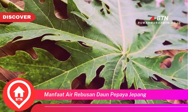 manfaat air rebusan daun pepaya jepang