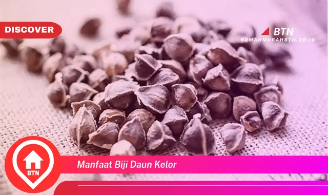 manfaat biji daun kelor