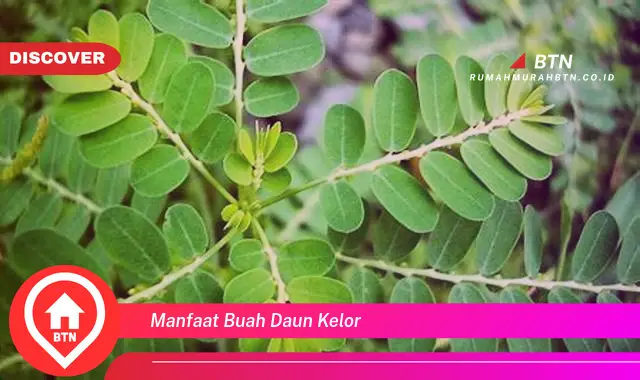 manfaat buah daun kelor