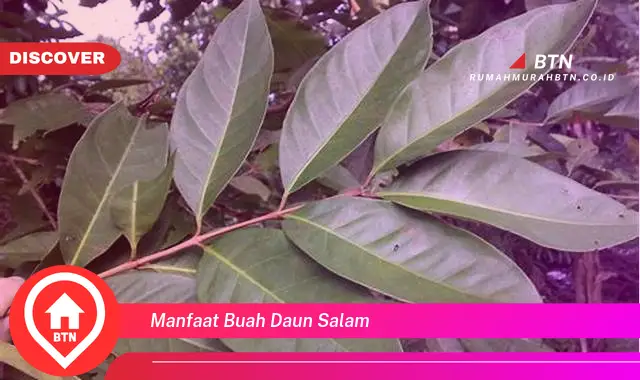 manfaat buah daun salam