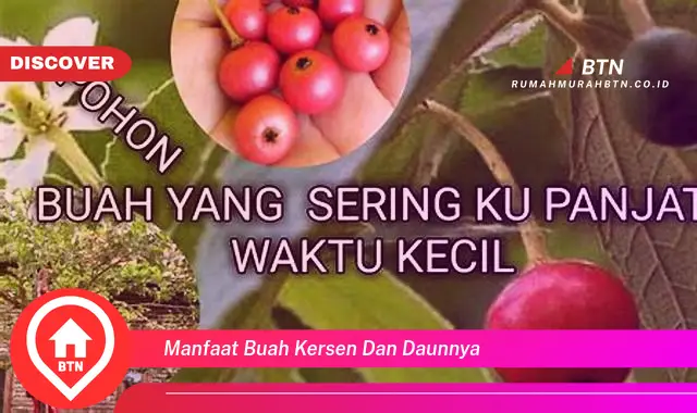 manfaat buah kersen dan daunnya