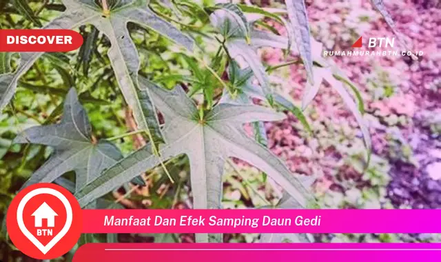 manfaat dan efek samping daun gedi