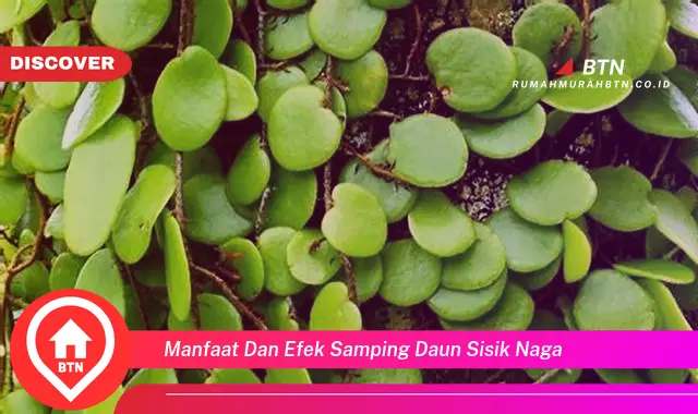 manfaat dan efek samping daun sisik naga