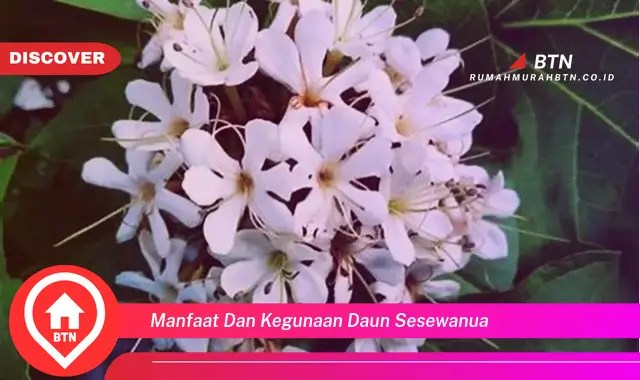 manfaat dan kegunaan daun sesewanua