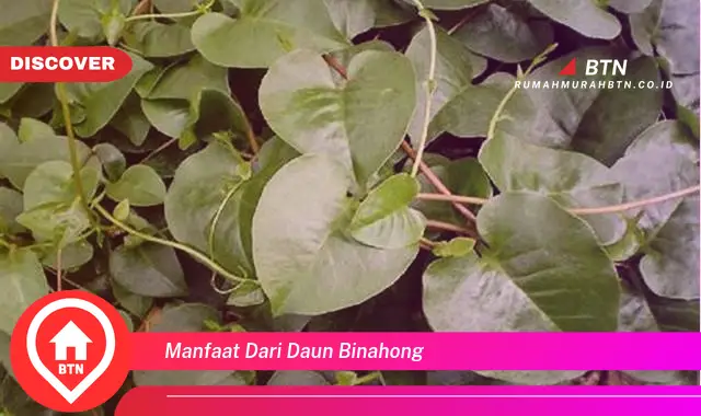 manfaat dari daun binahong