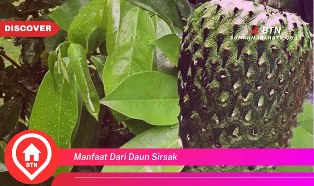 manfaat dari daun sirsak